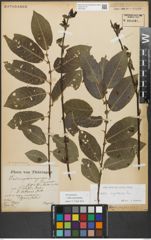 Foto von Salix myrsinifolia Salisb.